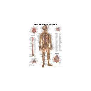  Nervous System Chart: Health & Personal Care