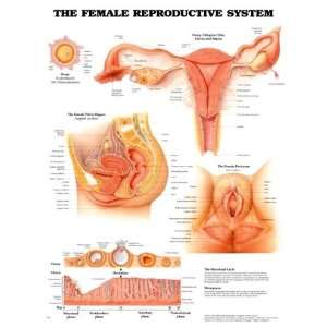  Female Reproductive System Laminated Chart/Poster Health 