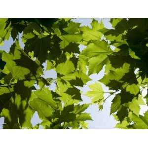  Vines Near Saint Jean Pied De Port, Basque Country 