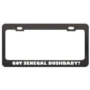 Got Senegal Bushbaby? Animals Pets Black Metal License Plate Frame 