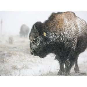 Buffalo Looks for Something to Eat in Blowing Snow at the Terry Bison 