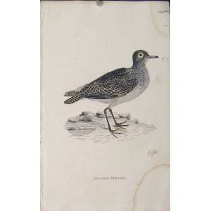  Birds Art Engraving Golden Plover Antique Print Old