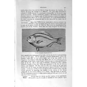  NATURAL HISTORY 1896 TRISTRAM CHROMID FISH WRASSE
