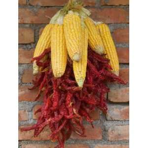  China, Yunnan Province, Harvested Corn with Red Pepper 