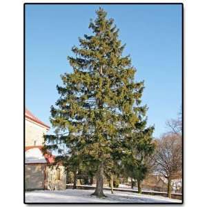  PICEA ABIES   Norway Spruce: Everything Else