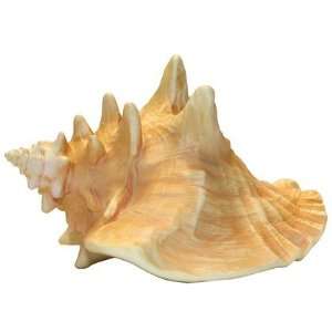  Petprojekt Large Conch Shell (Quantity of 3) Health 