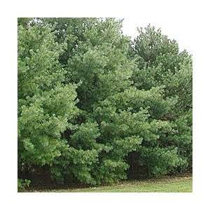  White Pine tree 12 inch bareroot: Patio, Lawn & Garden