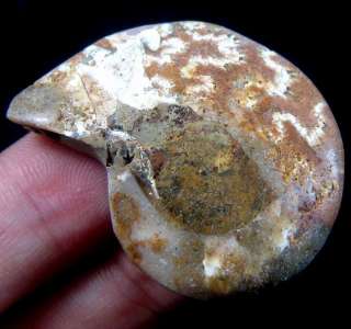 Ammonite Fossil Crystal Cut In Half,Madagascar B44018  