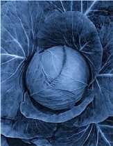 Keiths Permaculture Store   True Blue Cabbage 100 Seeds  Beautiful 