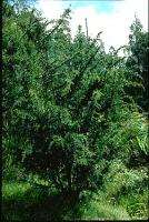 RICES WATTLE (Acacia riceana) seeds  