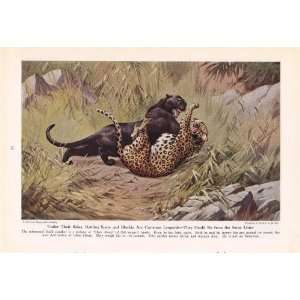   of Cats and His Court   Vintage Walter A Weber Print 