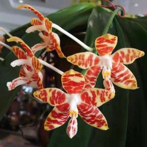  PS15 Orchid Plant Phalaenopsis amboinensis var. flavida 