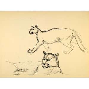  1944 Print Ernst Denzler Wildlife Pen Art Mountain Lion 