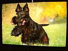   Crafted Lacquer Art SCOTTISH TERRIER DOG Lacquered Picture Painting