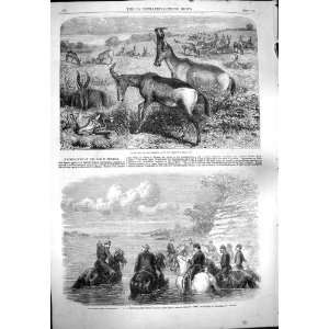 1861 HARTEBEESTE ANTELOPES WAR AMERICA GENERAL SICKLES 