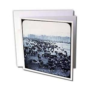   Vintage Cattle Herd Cyan with Border   Greeting Cards 12 Greeting