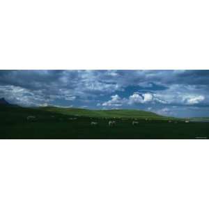 Charolais Cattle Grazing in a Field, Rocky Mountains, Montana, USA 