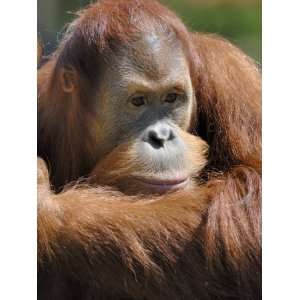  Orang Utan Young Male, Iucn Red List of Endangered Species 