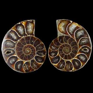 Necklace Bead Crystalloid Ammonite Fossil CAB 1Pair  