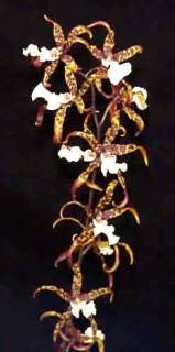 BRSM MARK REHFIELD ~DRAGON WINGS~ ONCIDIUM Orchid Plant  