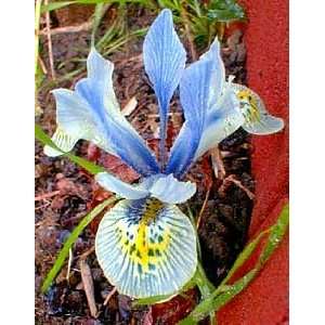   Hodgkin Orchid Iris 20 Bulbs   Deer Proof Patio, Lawn & Garden
