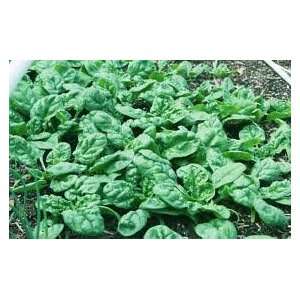  30 Tyee Spinach Seeds Patio, Lawn & Garden