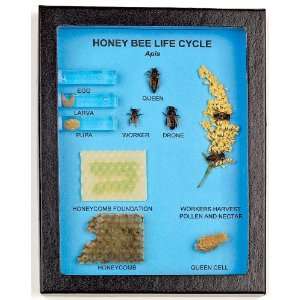 Honey Bee Life Cycle Display