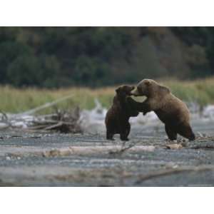  Two Young Alaskan Brown Bears Wrestle Playfully Stretched 