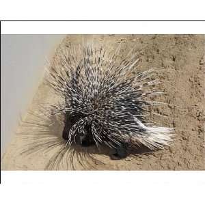  Crested Porcupine   with quills raised in defense position 