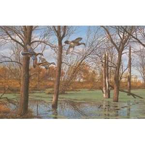  David Maass   Placid Backwaters Wood Ducks