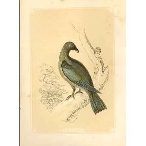  The Roller 1860 Coloured Engraving Sepia Style Birds
