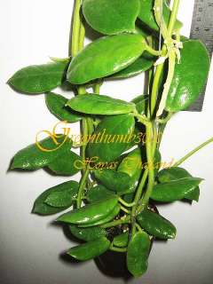 You are watching exact plant of Hoya ciliata THE BLACK HOYA, 1 Pot 