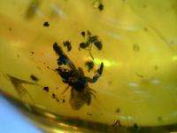 Psuedo Scorpion attacking Ant in Dominican Amber  