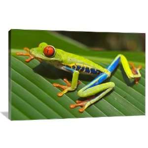 Red Eyed Tree Frog   Gallery Wrapped Canvas   Museum Quality  Size 36 