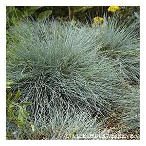  Fescue Grass Elijah Blue Patio, Lawn & Garden