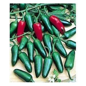  Jalapeno Lite Pepper 48 Plants   No FIRE Patio, Lawn 