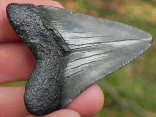 Megalodon Fossil Miocene Sharks Tooth WHALE UNDERTAKER!  