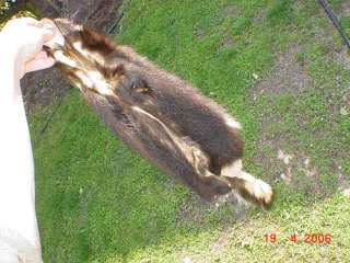 Huge South Dakota Skunk pelt tanned trapper fur/hide/skin 