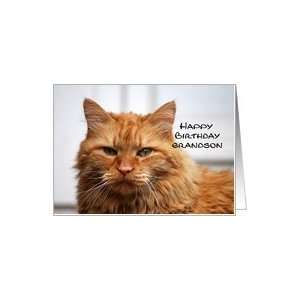    Grandson Happy Birthday, Orange Maine Coon Cat Card: Toys & Games
