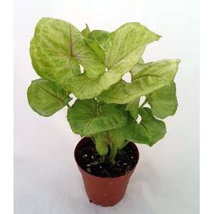   Syngonium   Nepthytis   Great Houseplant 4 Pot Patio, Lawn & Garden