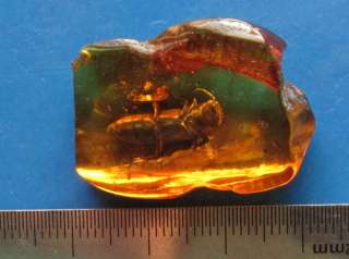 Baltic Amber fossil insect Beetle Mycetophagidae  