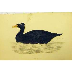  Surf Scooter Bird C1880 Hand Coloured Natural History 