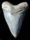 Megalodon Epoch Bone w Teeth Marks engraved  