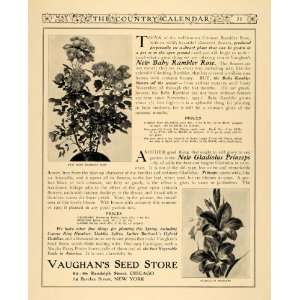   Ad Vaughan Seed Store Baby Rambler Rose Princeps   Original Print Ad