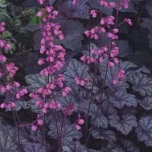  CORAL BELLS RASPBERRY ICE / 1 gallon Potted Patio, Lawn 