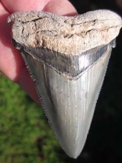   Angustidens Shark tooth fossils with confidence from the Tooth Sleuth