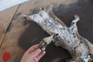 nice Bobcat w/ ft clws super nice spots hide/skin wild fur 