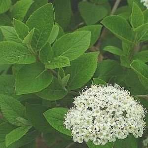  VIBURNUM EMERALD TRIUMPH / 5 gallon Potted: Patio, Lawn 