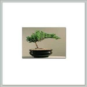 Starter Bonsai Tree Juniper Grocery & Gourmet Food