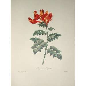  Redoute Botanical Print #11 Tecomaria: Everything Else